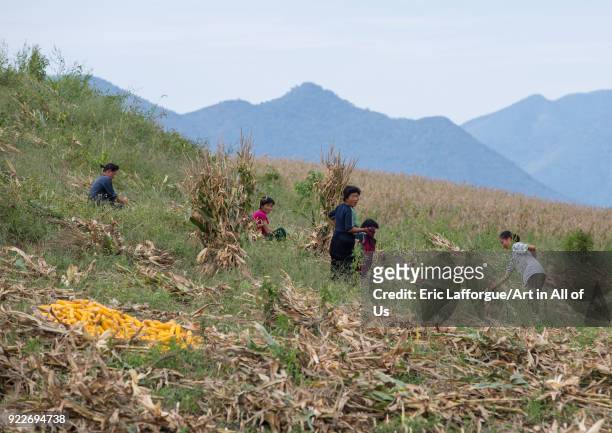 North Korean people harvesting corns in a field, South Hamgyong Province, Hamhung, North Korea on September 11, 2012 in Hamhung, North Korea.