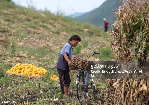 North Korean woman harvesting corns in a field, South Hamgyong Province, Hamhung, North Korea on September 11, 2012 in Hamhung, North Korea.
