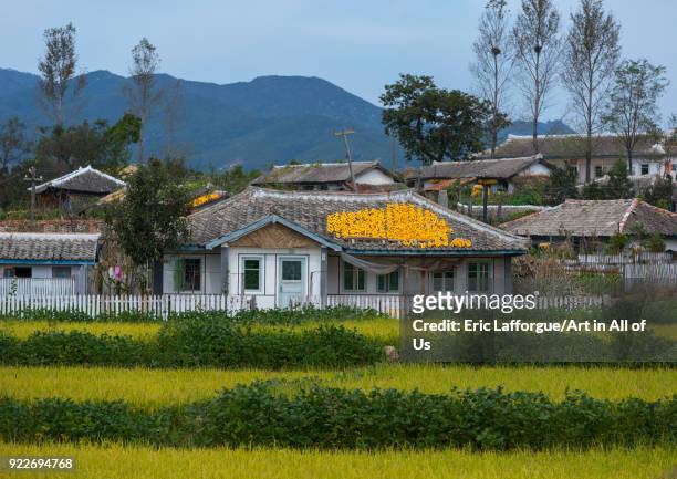 Houses with corn on the roofs drying in the countryside, South Hamgyong Province, Hamhung, North Korea on September 11, 2012 in Hamhung, North Korea.
