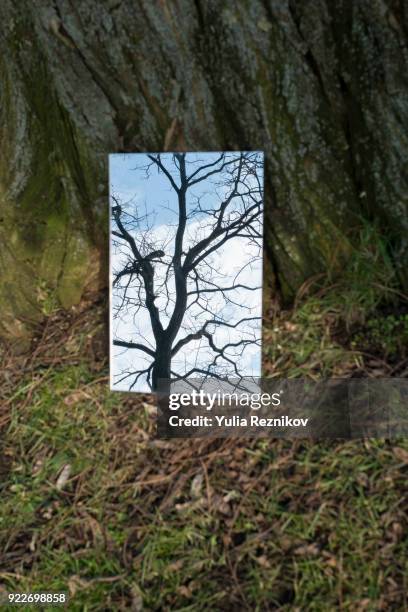tree reflected in the mirror - infinity mirror stock pictures, royalty-free photos & images
