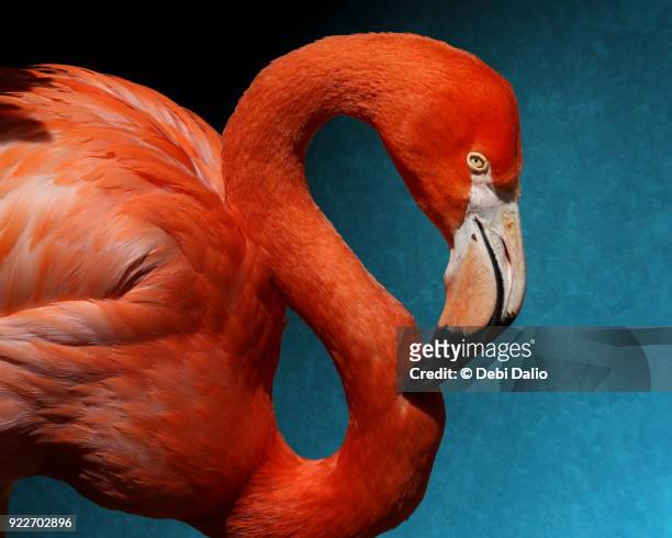american flamingo profile on blue - greater flamingo stock pictures, royalty-free photos & images