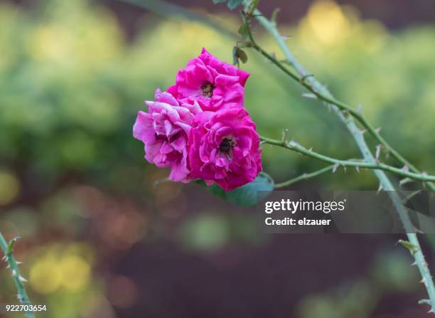 garden in the farm house. - sankta lucia 2015 stock pictures, royalty-free photos & images