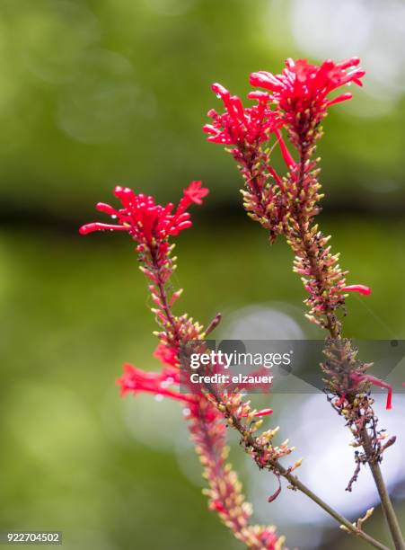 garden in the farm house. - sankta lucia 2015 stock pictures, royalty-free photos & images