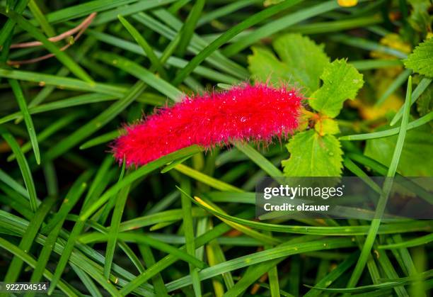 garden in the farm house. - sankta lucia 2015 stock pictures, royalty-free photos & images