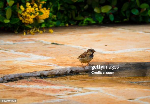 garden in the farm house. - sankta lucia 2015 stock pictures, royalty-free photos & images