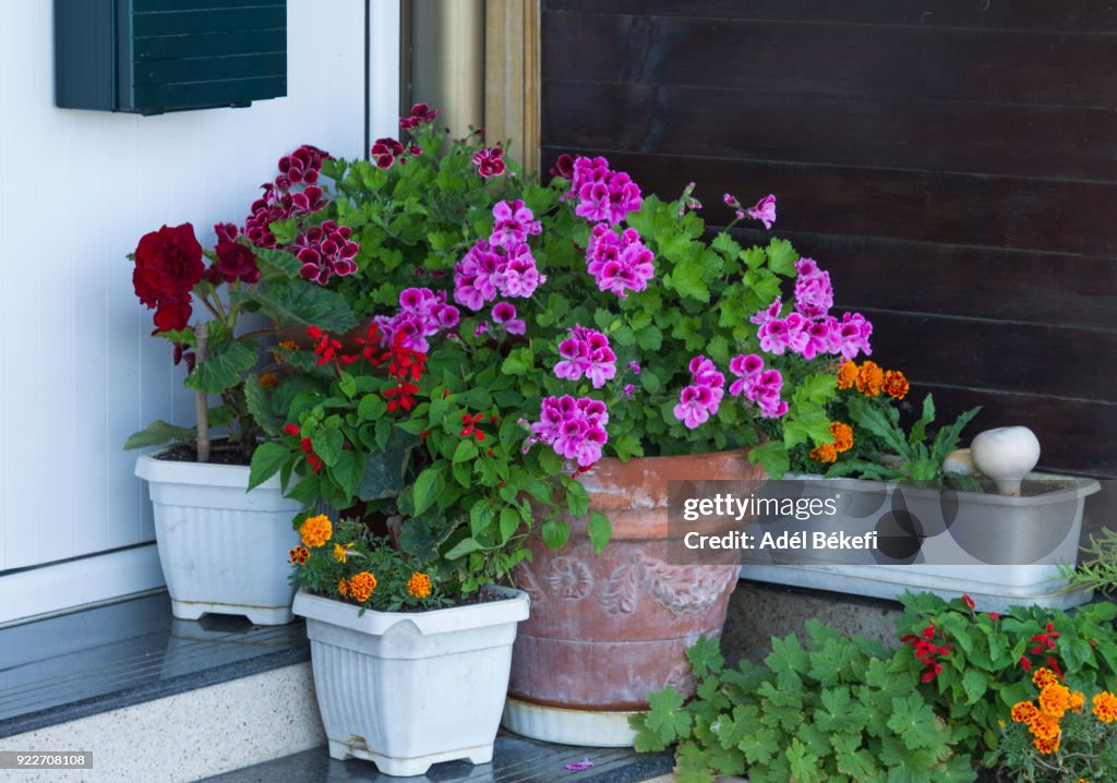 Plants for the terrace