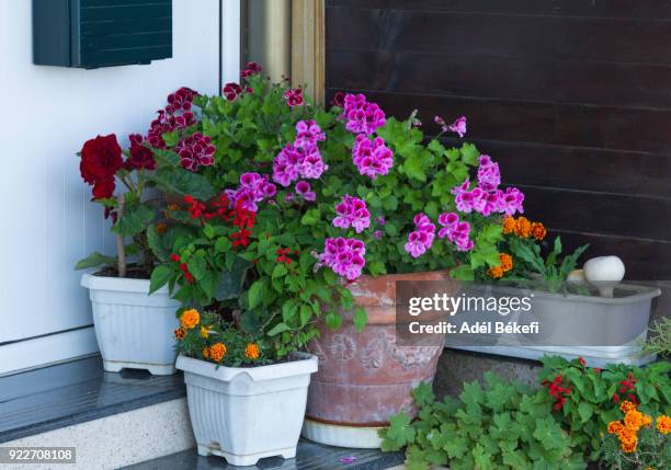 plants for the terrace - peppermint geranium stock pictures, royalty-free photos & images