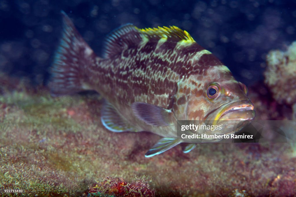 Yellowmouth Grouper.