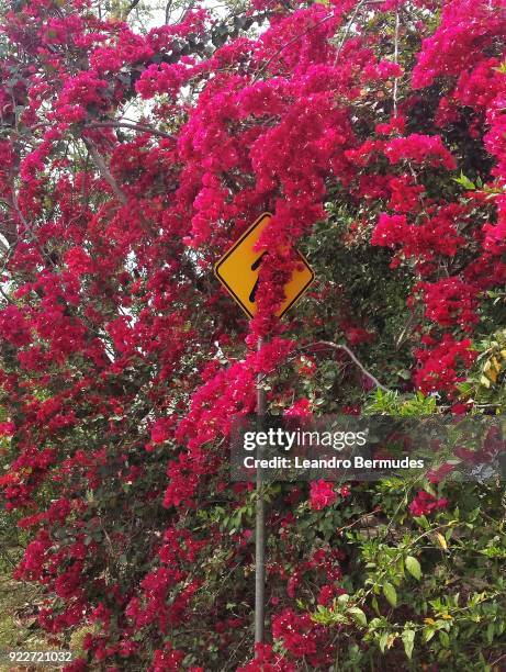 street garden - leandro bermudes stock pictures, royalty-free photos & images