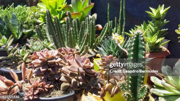 succulent potted garden - leandro bermudes stock pictures, royalty-free photos & images