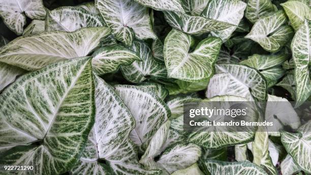 green leaves texture - leandro bermudes stock pictures, royalty-free photos & images