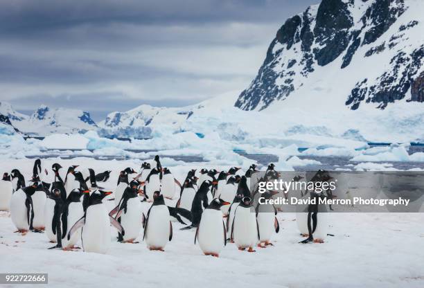 gentoo's in antarctica - exploding ice stock pictures, royalty-free photos & images