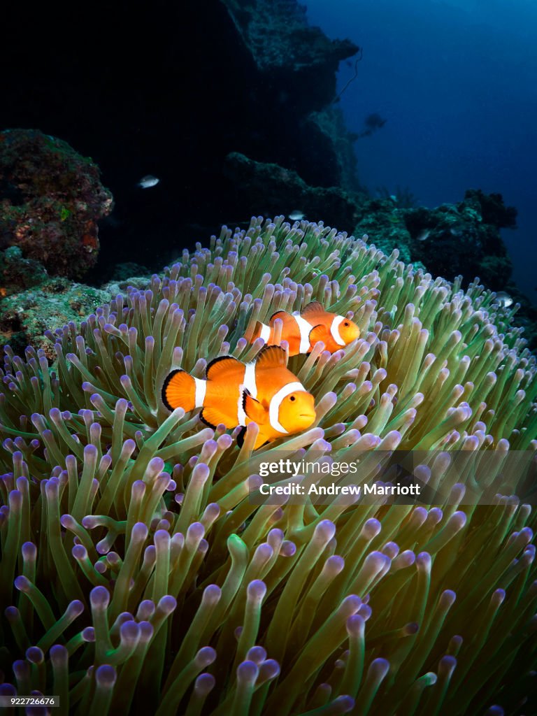 Two clown fish on wreck of San Quentin, Subic Bay