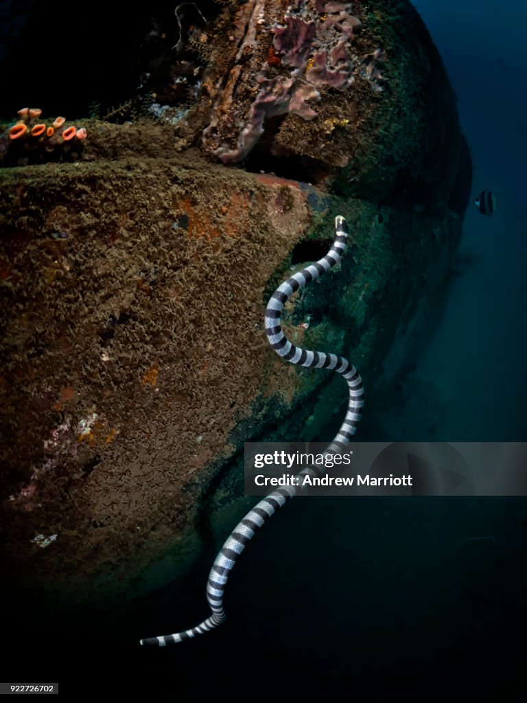 Sea snake swimming on crashed airplane