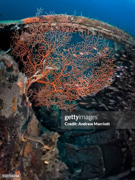 sea fan growing on right cockpit seat of crashed plane - zambales province stock pictures, royalty-free photos & images