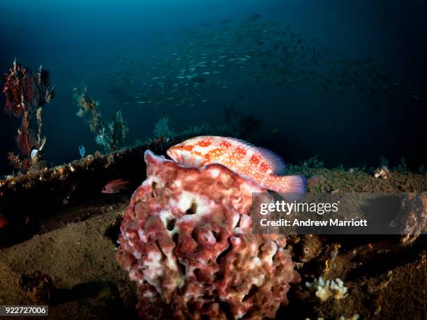 coral grouper on wreck of airplane - zambales province stock pictures, royalty-free photos & images