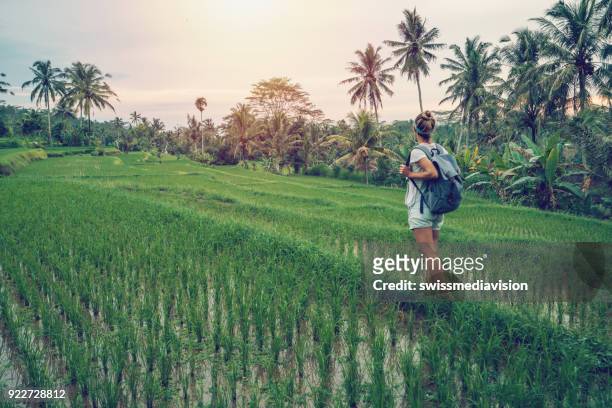 young woman walking in rice terraces, ubud- bali - ubud rice fields stock pictures, royalty-free photos & images