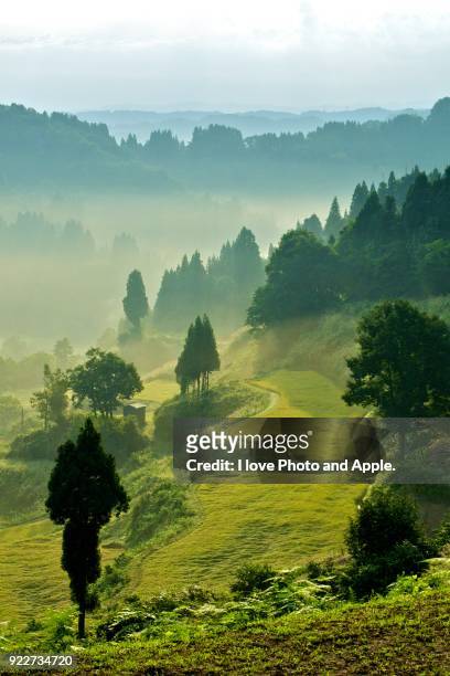 terraced rice fields landscape - niigata prefecture stock pictures, royalty-free photos & images