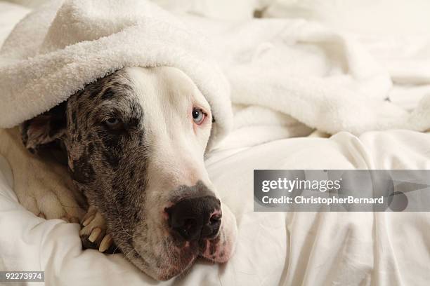 merle great dane - great dane home stock pictures, royalty-free photos & images