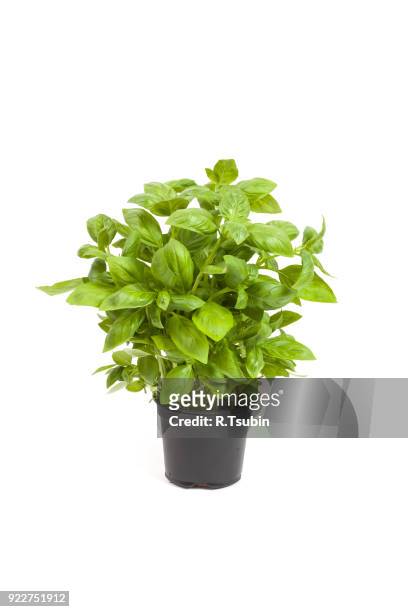 basil in a pot - pot plants stock-fotos und bilder