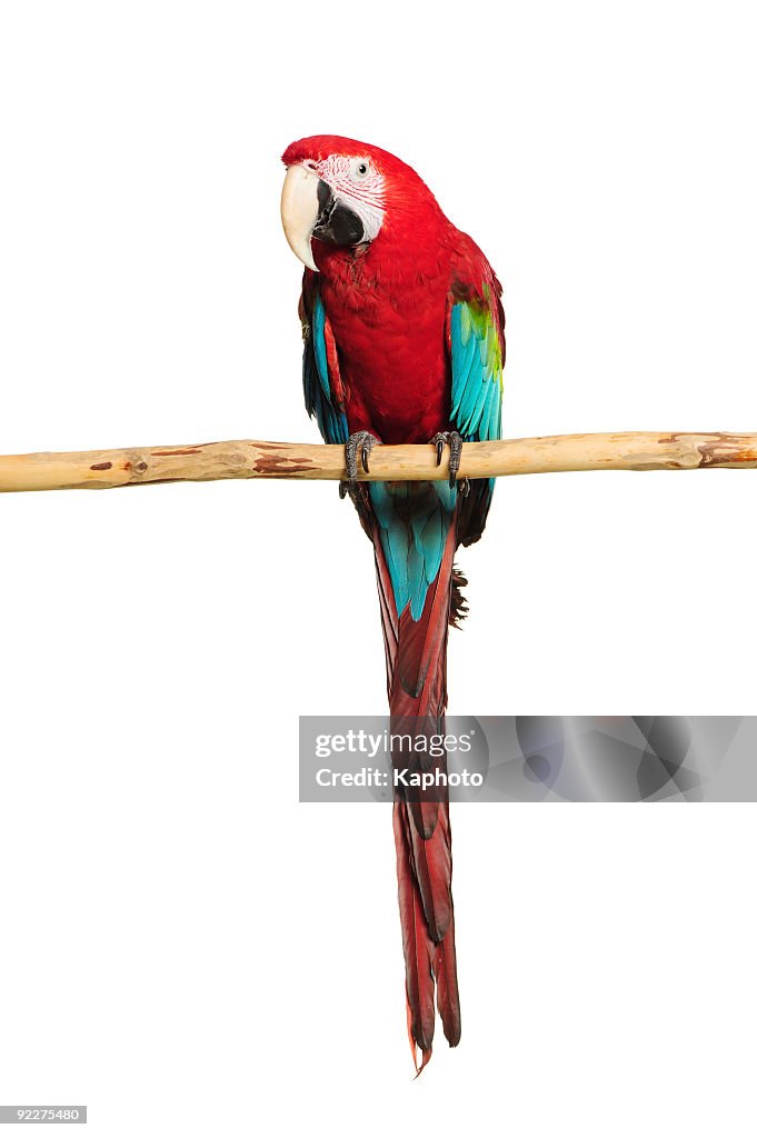 Red-and-green Macaw