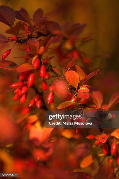 red berries on barberry bush n fall - american barberry stock pictures, royalty-free photos & images
