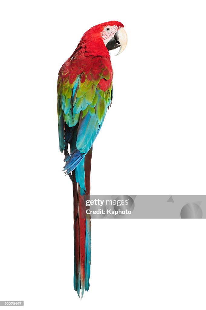 Rojo y verde Guacamayo