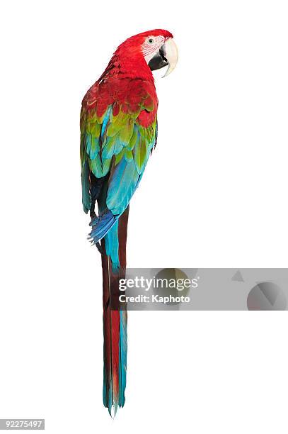 red-and-green macaw - macaw stock pictures, royalty-free photos & images