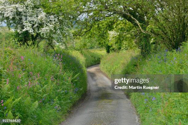 narrow country road (hallow way). the track is bordered by high walls. cornwall, england, uk. - narrow stock pictures, royalty-free photos & images