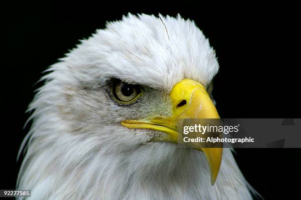 bald eagle stare - hawk eye stock pictures, royalty-free photos & images
