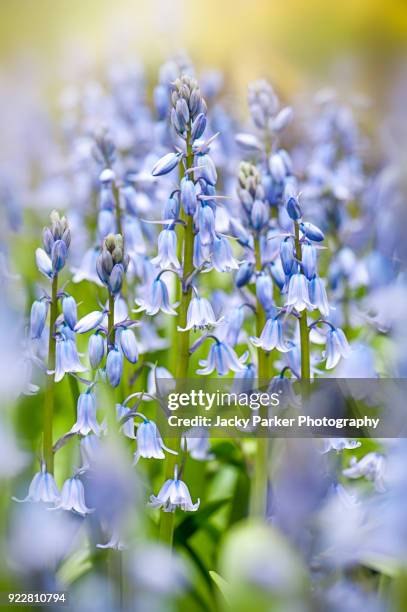 close-up image of the spring flowering spanish bluebell flowers also known as  hyacinthoides hispanica - blue flower fotografías e imágenes de stock