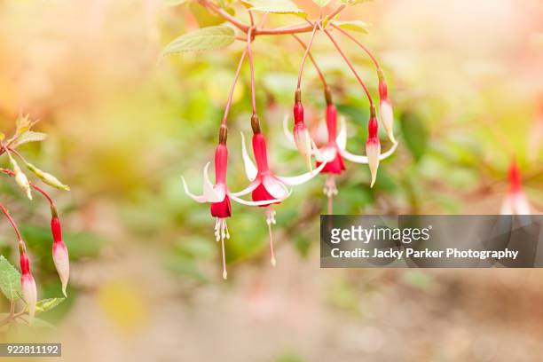 close-up image of the summer flowering red and white fuchsia 'checkerboard' hanging flowers - fuchsia flower stock pictures, royalty-free photos & images