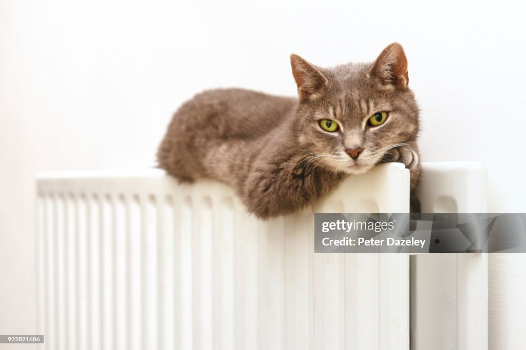 Sleepy Cat On Cosy Radiator High-Res Stock Photo - Getty Images