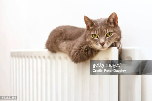 sleepy cat on cosy radiator - cute cat stock pictures, royalty-free photos & images