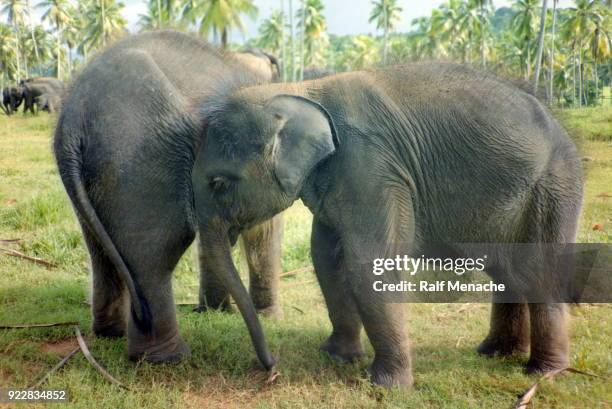 den neunziger jahren. zwei junge elphants. rambukkana, sri lanka. - baby elephant stock-fotos und bilder