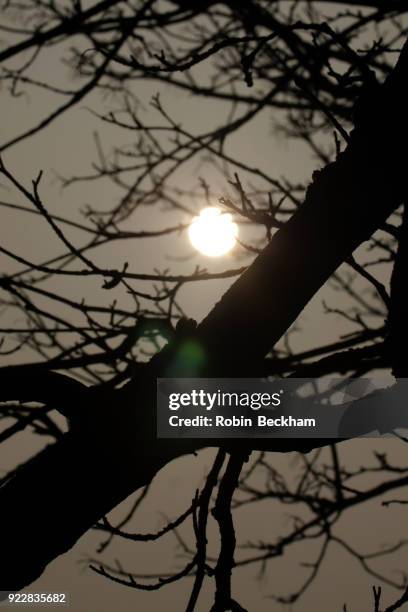 winter sun through a silhouetted tree. - robin beckham stockfoto's en -beelden