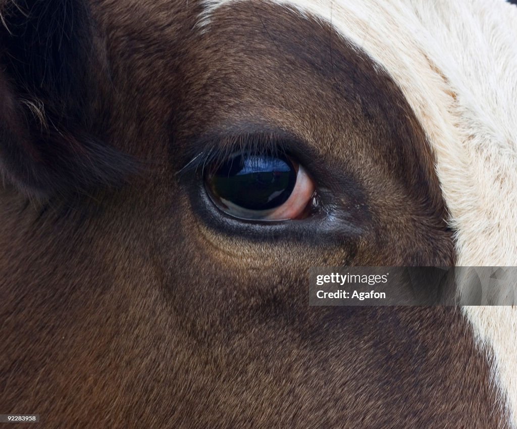 Cow eye