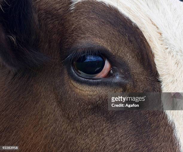 olhos de vaca - cow eye - fotografias e filmes do acervo