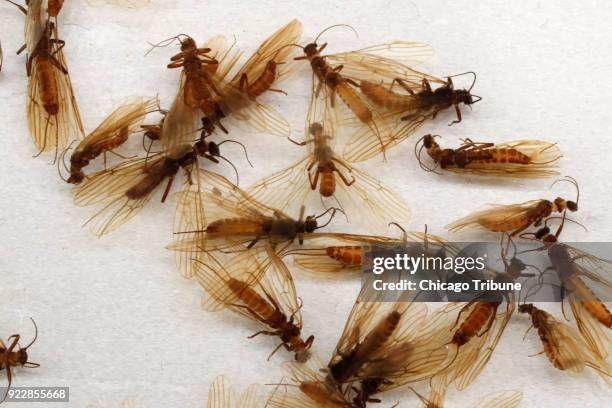 Winter stoneflies housed at the Field Museum of Natural History in Chicago, on February 12, 2018.