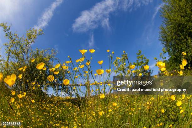 buttercups - hahnenfuß stock-fotos und bilder