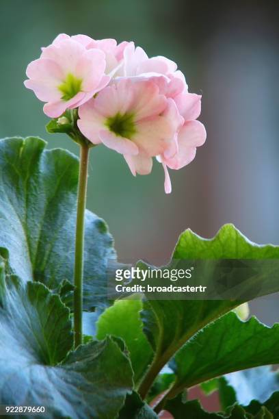 primula obconica - primrose stock pictures, royalty-free photos & images