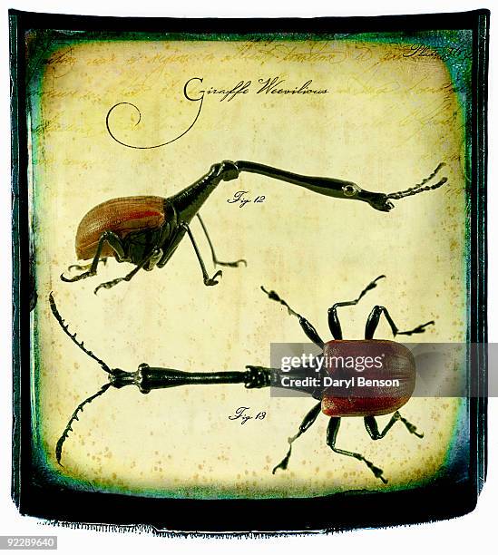 illustrations, cliparts, dessins animés et icônes de giraffe weevil - trachelophorus giraffa