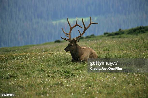 elk, rocky mountain national park - moose face stock pictures, royalty-free photos & images