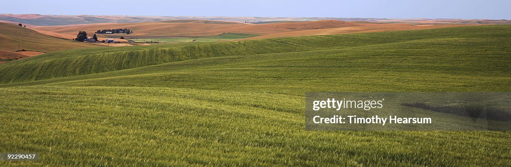 Field of green grain with contours beyond