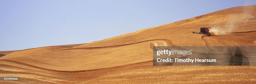 Cutting wheat  on hillside
