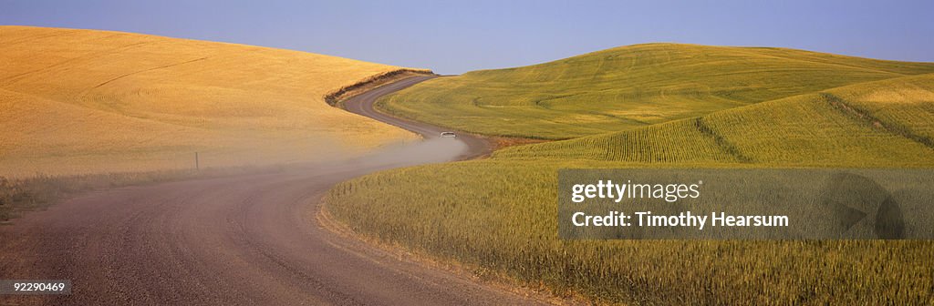 Road through fields of ripe and unripe grain