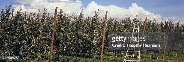 apple trees with orchard ladder - timothy hearsum stock-fotos und bilder