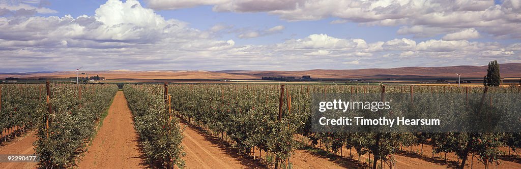 Trellised apple trees with mountains beyond