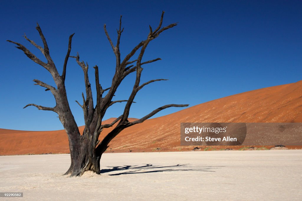 Dead Vlei 