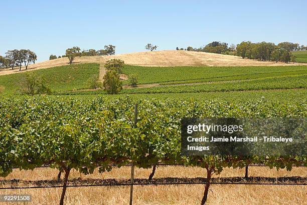 agricultural fields, clare valley, south australia - clare valley south australia stock pictures, royalty-free photos & images